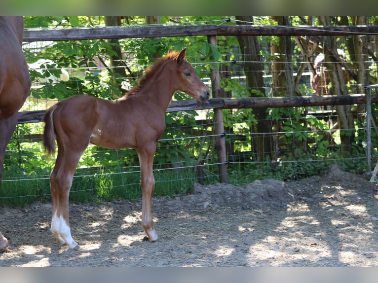 Hanoverian Stallion Foal (04/2025) Chestnut in Alfstedt