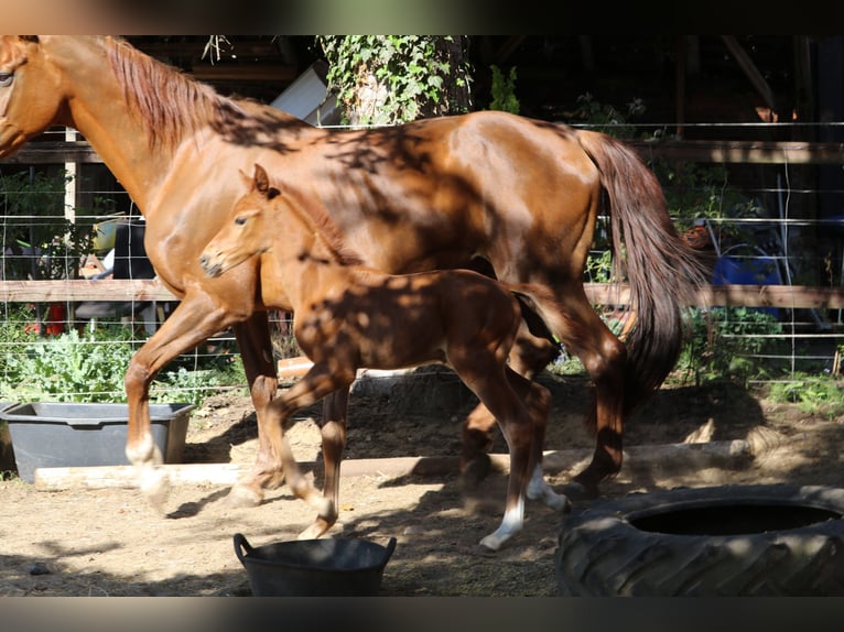 Hanoverian Stallion Foal (04/2025) Chestnut in Alfstedt