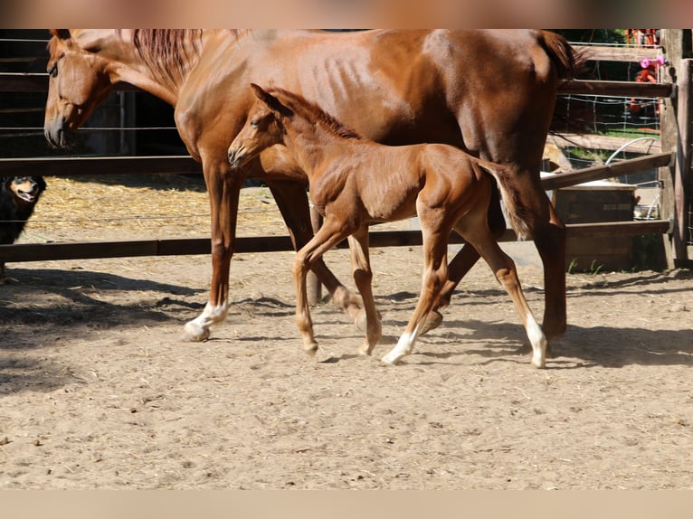 Hanoverian Stallion Foal (04/2025) Chestnut in Alfstedt