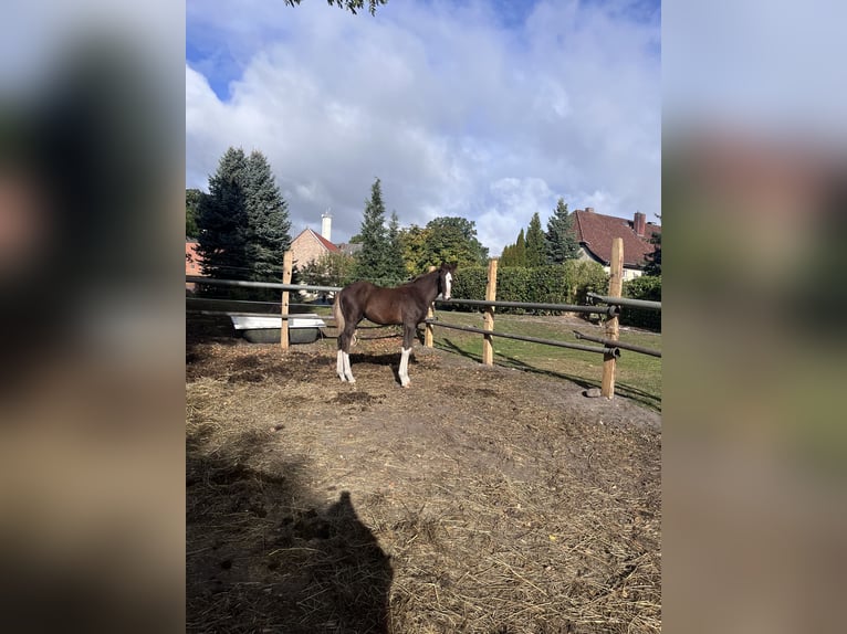 Hanoverian Stallion Foal (05/2026) Chestnut in Barwedel