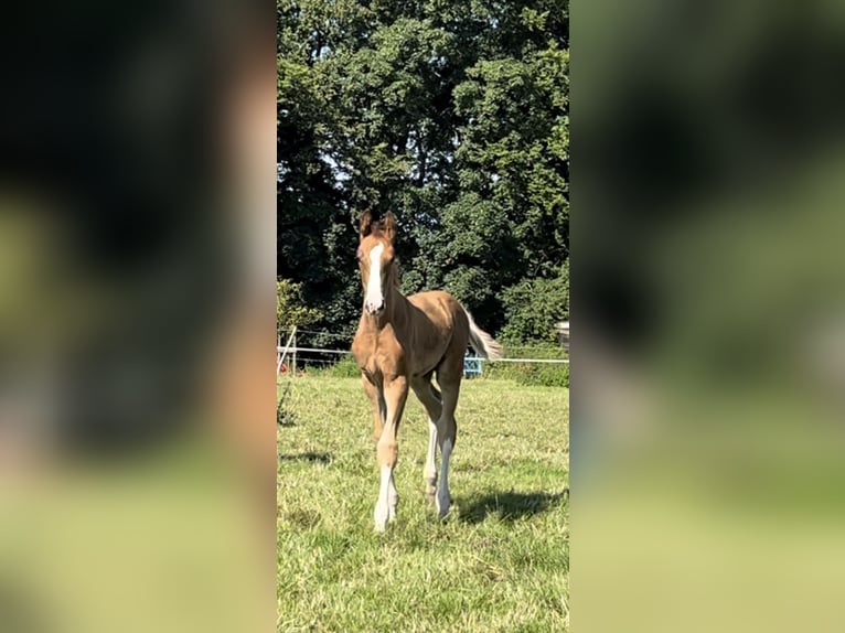 Hanoverian Stallion Foal (05/2024) Chestnut in Bergisch Gladbach