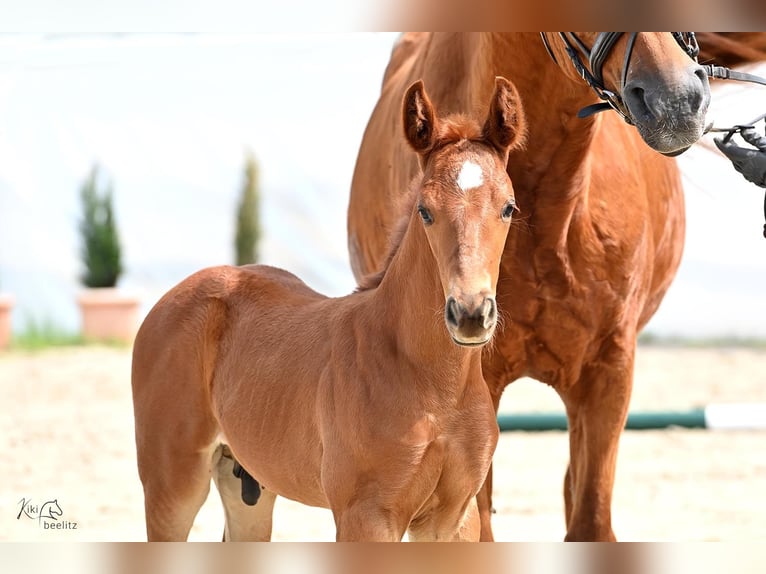 Hanoverian Stallion Foal (05/2024) Chestnut in Königslutter am Elm