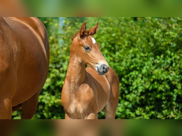 Hanoverian Stallion Foal (01/2024) Chestnut in Mönchengladbach