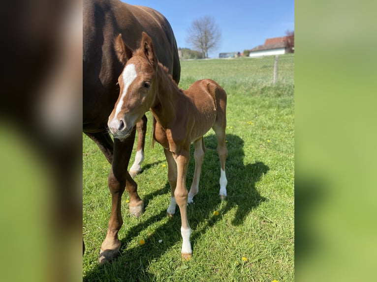 Hanoverian Stallion Foal (04/2025) Chestnut in Rosdorf