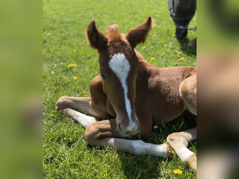 Hanoverian Stallion Foal (04/2025) Chestnut in Rosdorf