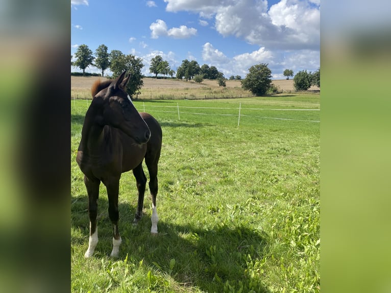 Hanoverian Stallion Foal (04/2025) Chestnut in Rosdorf