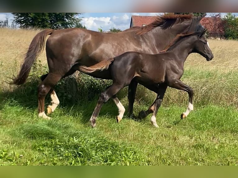 Hanoverian Stallion Foal (04/2025) Chestnut in Rosdorf