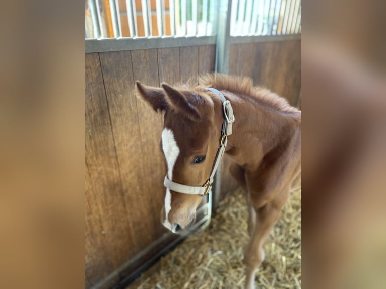 Hanoverian Stallion Foal (04/2025) Chestnut in Rosdorf