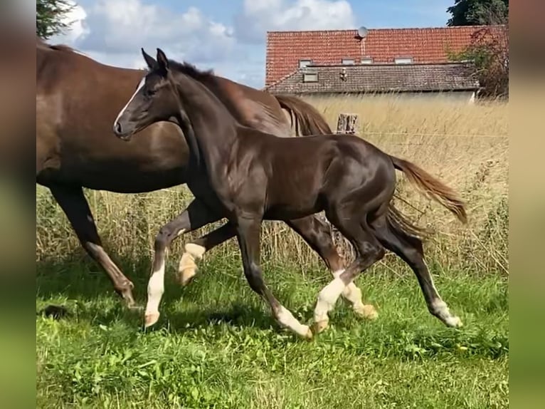 Hanoverian Stallion Foal (04/2025) Chestnut in Rosdorf