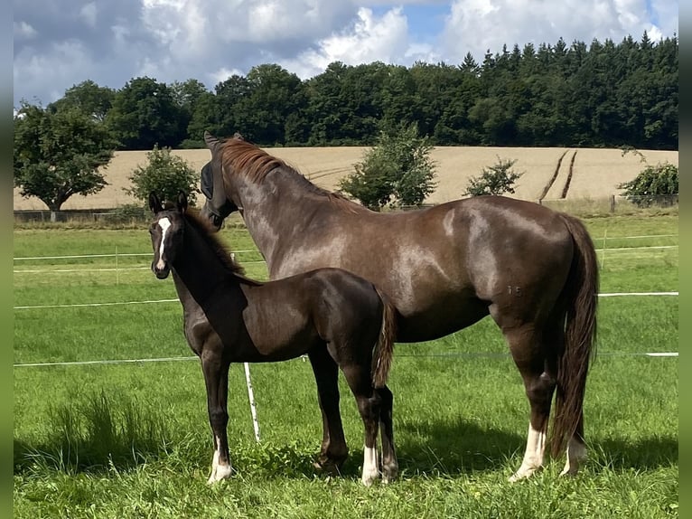 Hanoverian Stallion Foal (04/2025) Chestnut in Rosdorf