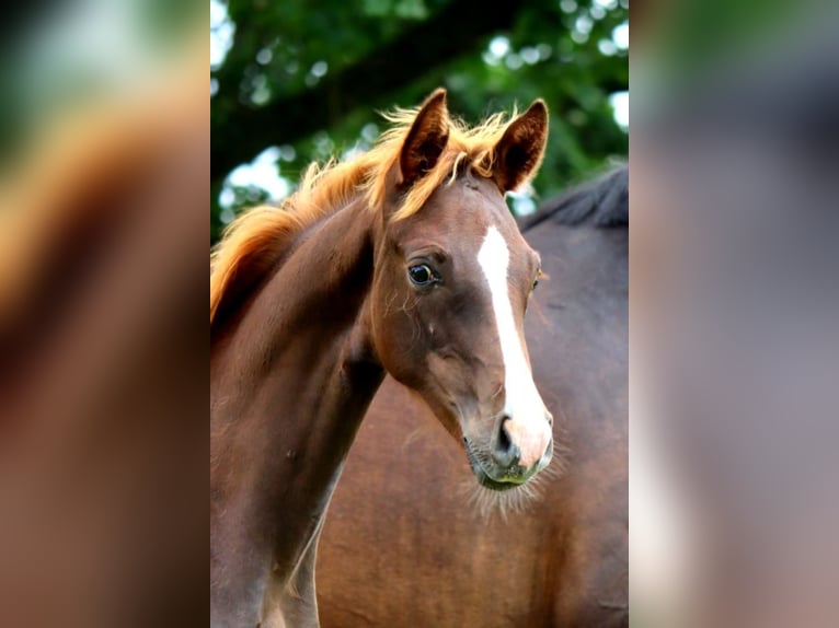 Hanoverian Stallion Foal (02/2024) Chestnut in Ketzin/Havel