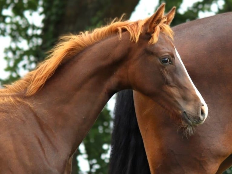 Hanoverian Stallion Foal (02/2024) Chestnut in Ketzin/Havel