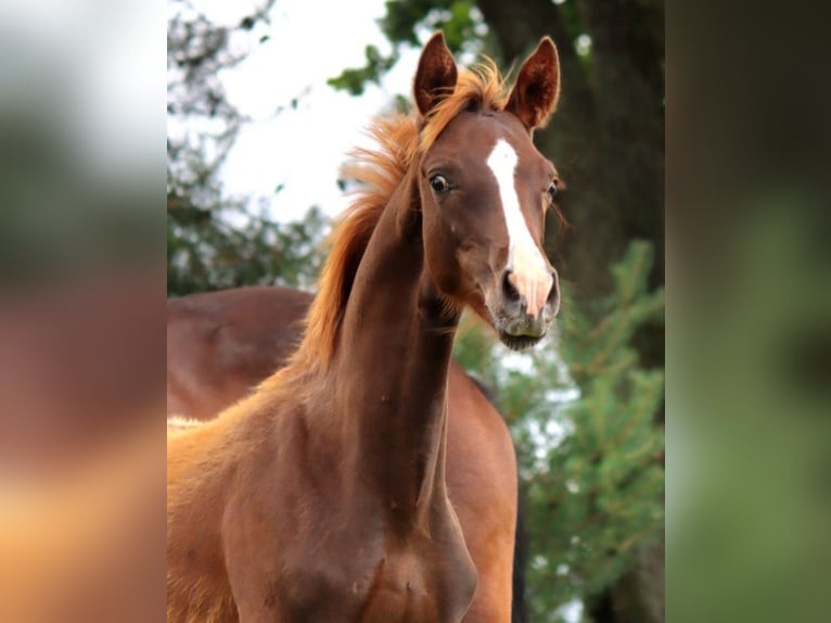 Hanoverian Stallion Foal (02/2024) Chestnut in Ketzin/Havel