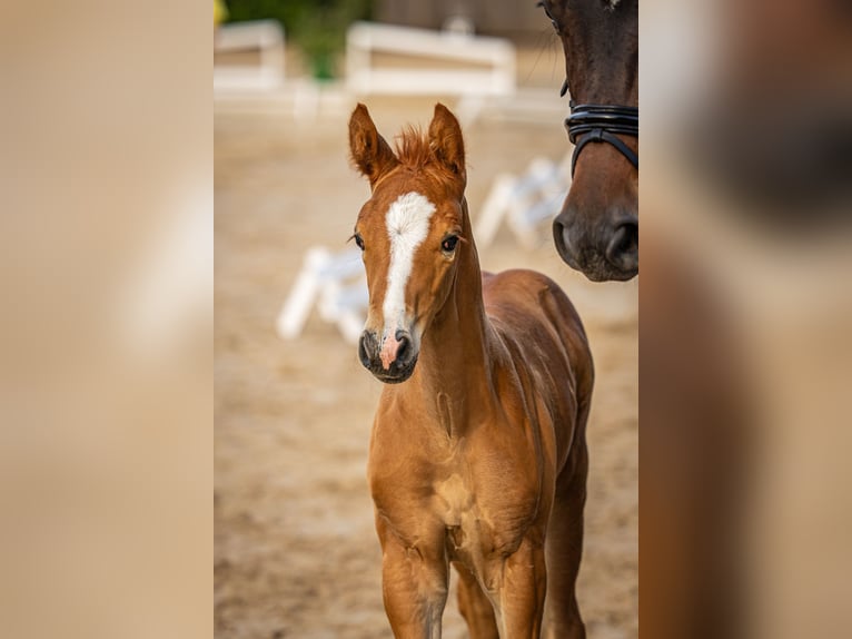 Hanoverian Stallion Foal (06/2025) Chestnut in Schladen