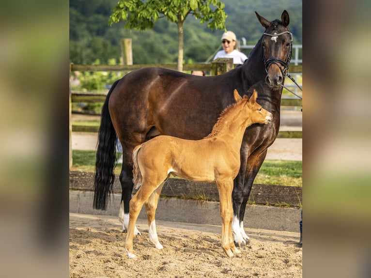 Hanoverian Stallion Foal (06/2025) Chestnut in Schladen