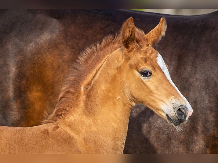 Hanoverian Stallion Foal (06/2025) Chestnut in Schladen