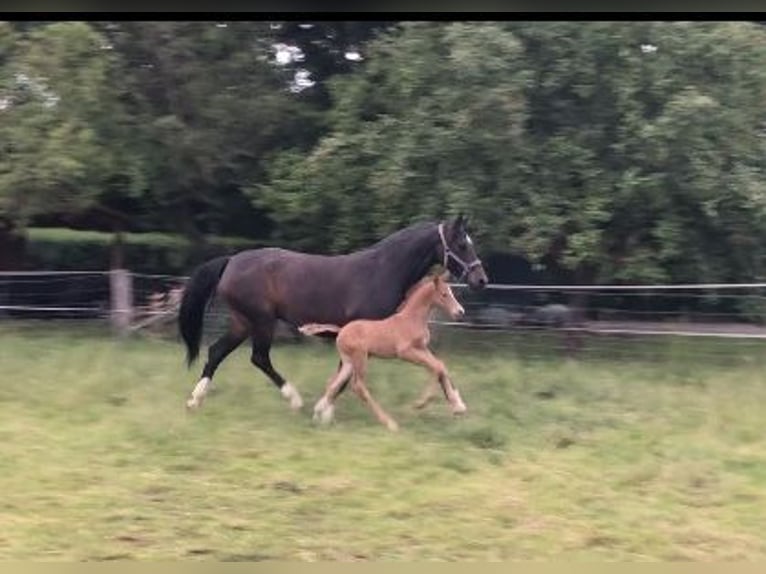 Hanoverian Stallion Foal (06/2025) Chestnut in Schladen