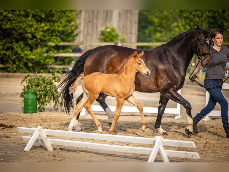 Hanoverian Stallion Foal (06/2025) Chestnut in Schladen