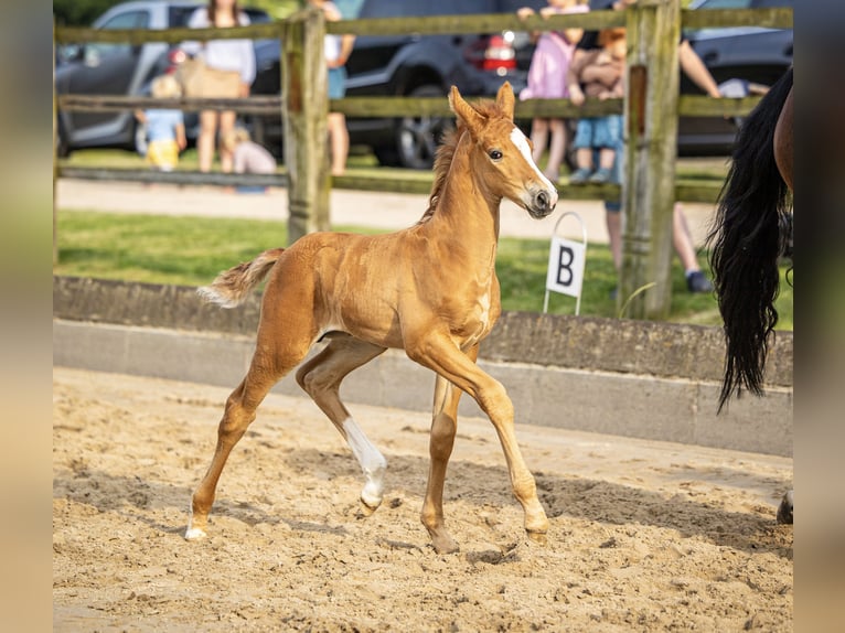 Hanoverian Stallion Foal (06/2025) Chestnut in Schladen