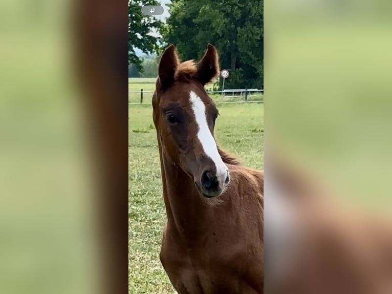 Hanoverian Stallion  Chestnut in Vechta