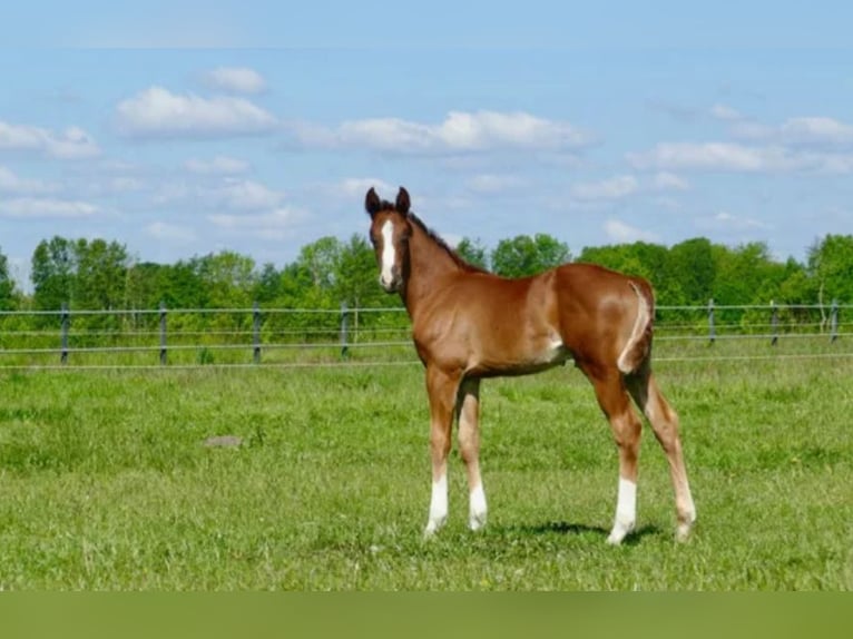 Hanoverian Stallion  Chestnut in Vechta