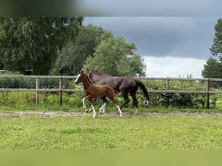 Hanoverian Stallion  Chestnut in Vechta