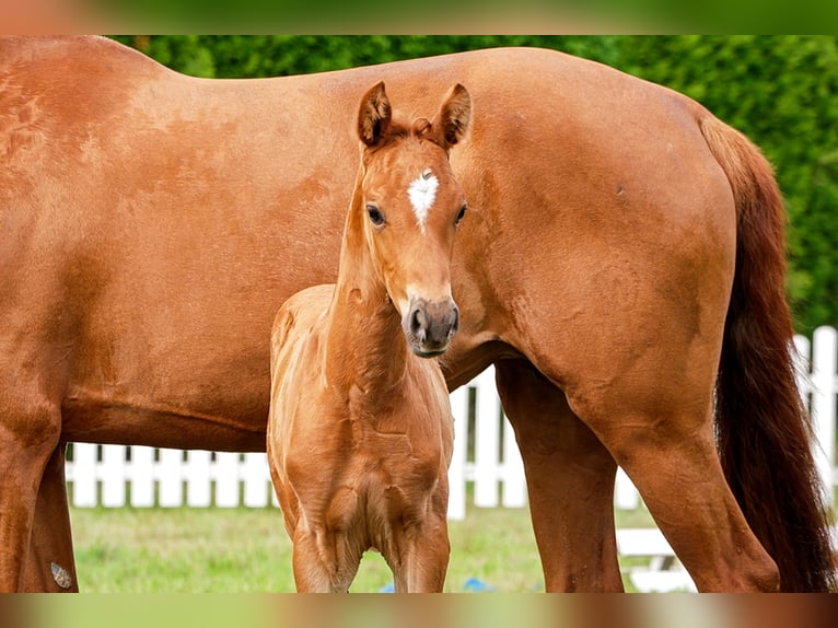 Hanoverian Stallion  Chestnut in Celle