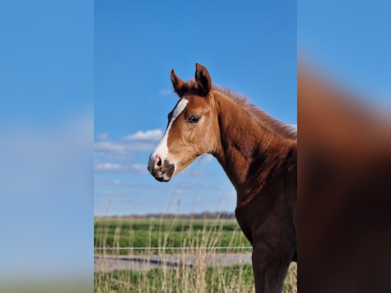 Hanoverian Stallion  Chestnut in Cuxhaven