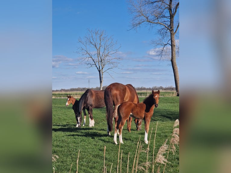 Hanoverian Stallion  Chestnut in Cuxhaven