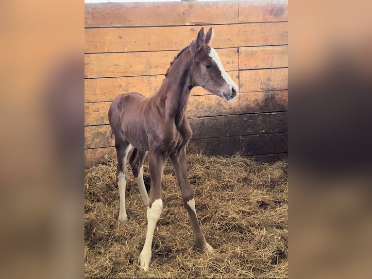 Hanoverian Stallion Foal (03/2025) Chestnut in Daaden