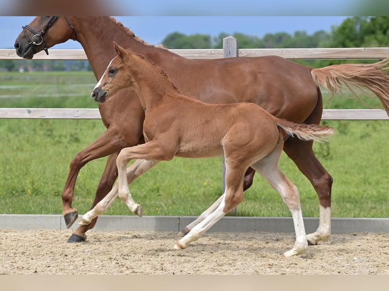 Hanoverian Stallion  Chestnut in Ettringen