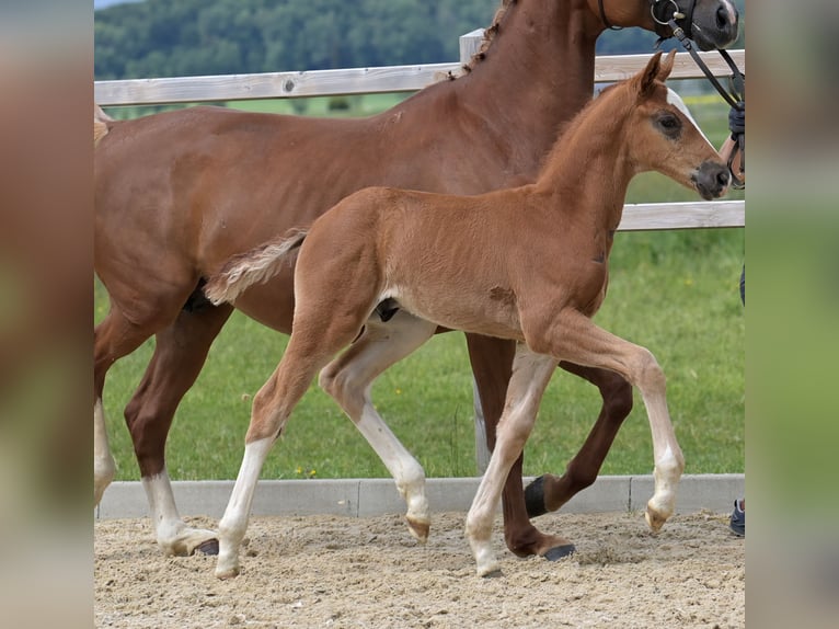 Hanoverian Stallion  Chestnut in Ettringen