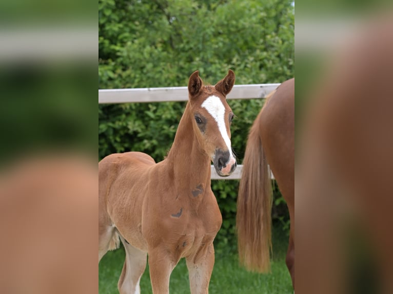 Hanoverian Stallion  Chestnut in Ettringen