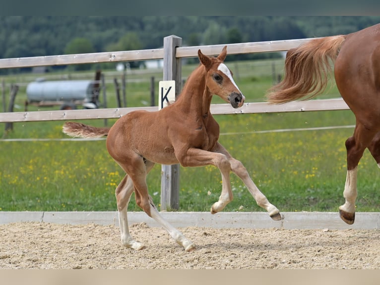 Hanoverian Stallion  Chestnut in Ettringen