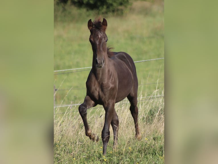 Hanoverian Stallion Foal (03/2025) Chestnut in Bergisch Gladbach
