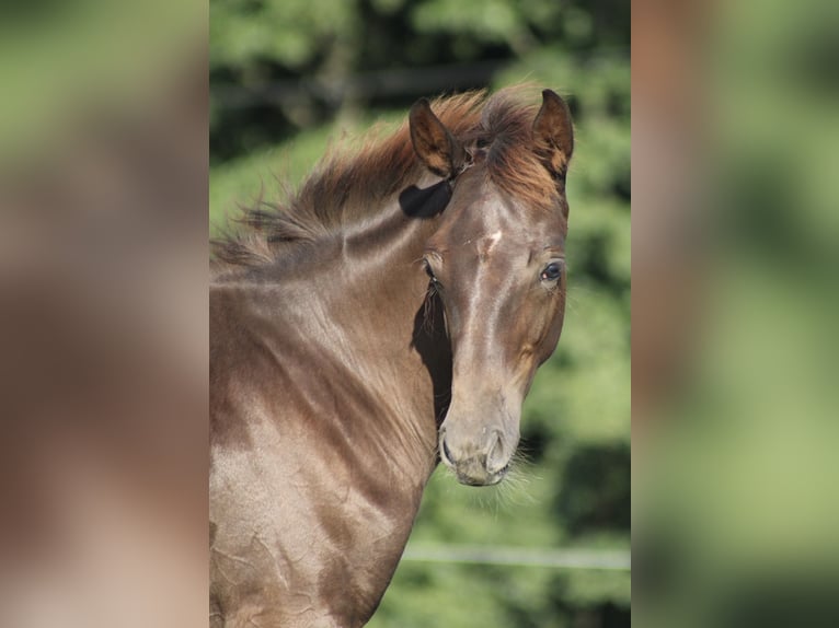 Hanoverian Stallion Foal (03/2025) Chestnut in Bergisch Gladbach