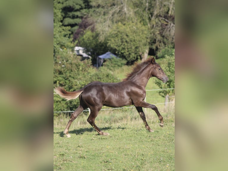 Hanoverian Stallion Foal (03/2025) Chestnut in Bergisch Gladbach