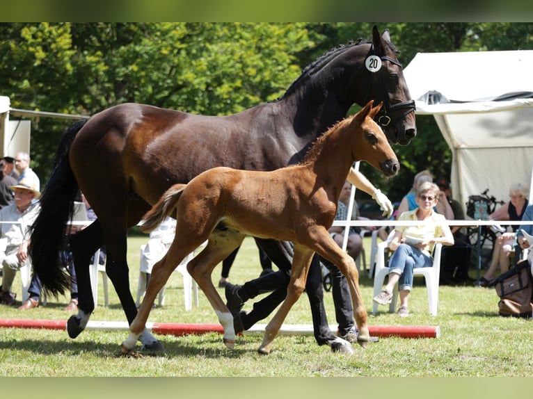 Hanoverian Stallion Foal (05/2024) Chestnut in Gartow