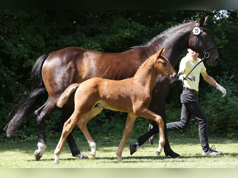 Hanoverian Stallion Foal (05/2024) Chestnut in Gartow