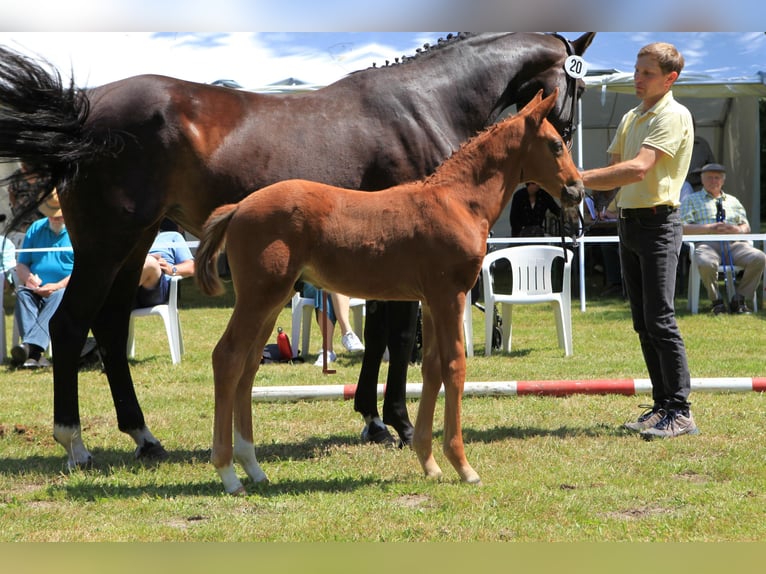 Hanoverian Stallion Foal (05/2024) Chestnut in Gartow