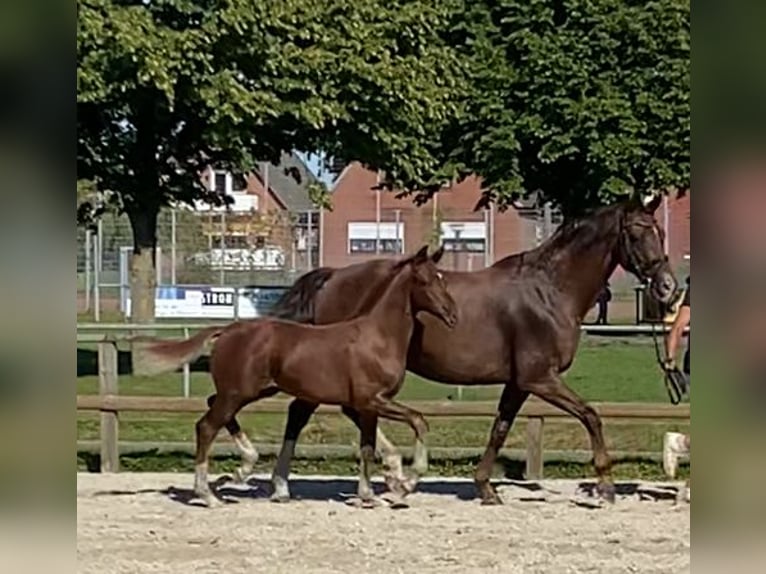 Hanoverian Stallion Foal (05/2025) Chestnut in Hamburg