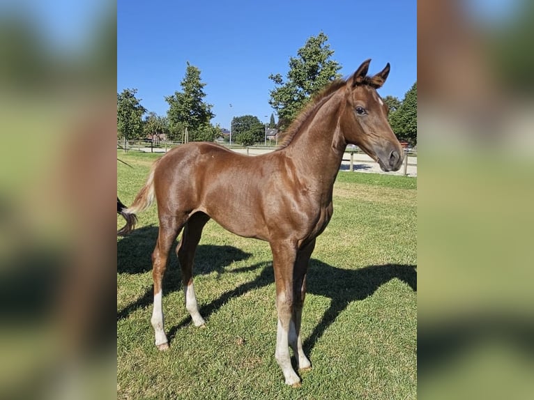 Hanoverian Stallion Foal (05/2025) Chestnut in Hamburg