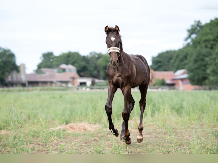 Hanoverian Stallion Foal (04/2025) Chestnut in Kirchdorf