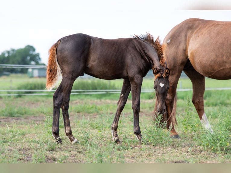 Hanoverian Stallion Foal (04/2025) Chestnut in Kirchdorf