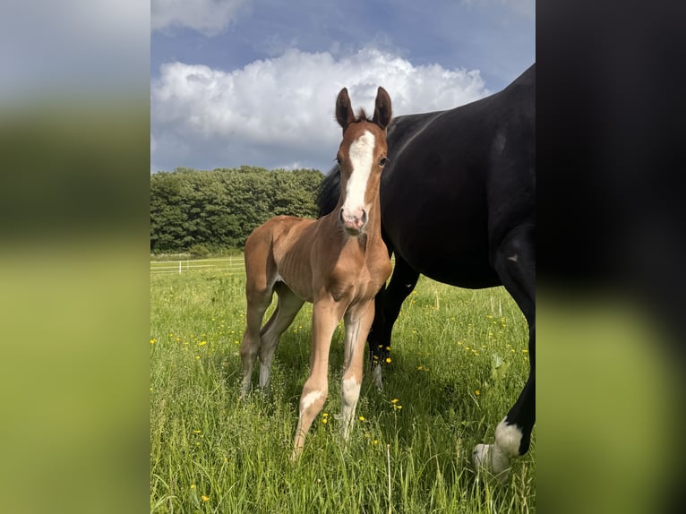 Hanoverian Stallion Foal (05/2026) Chestnut in Driedorf