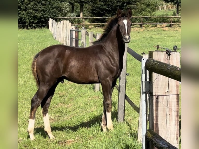 Hanoverian Stallion Foal (05/2024) Chestnut in Marl