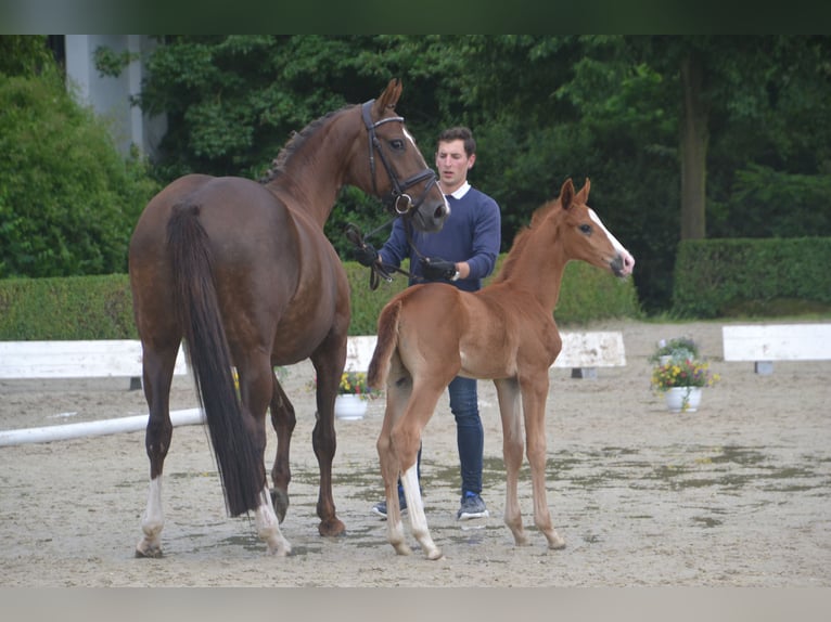 Hanoverian Stallion Foal (05/2024) Chestnut in Moers