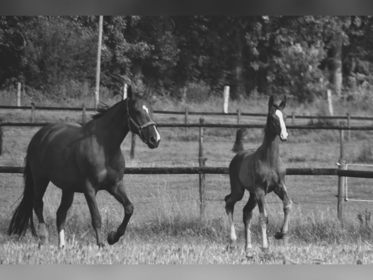 Hanoverian Stallion Foal (05/2024) Chestnut in Moers