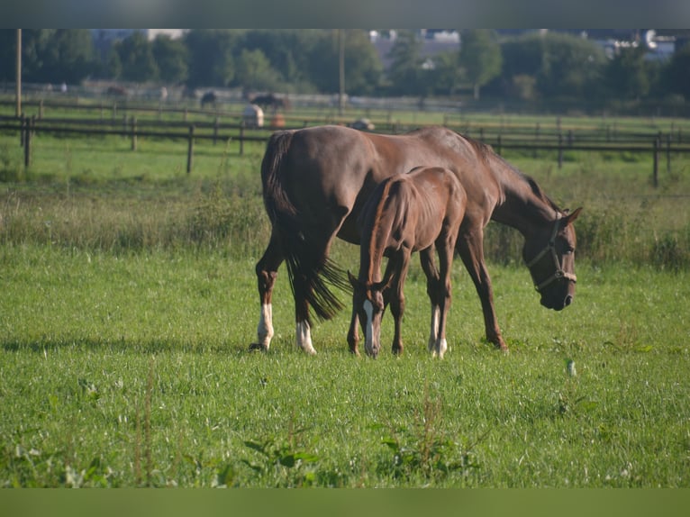 Hanoverian Stallion Foal (05/2024) Chestnut in Moers