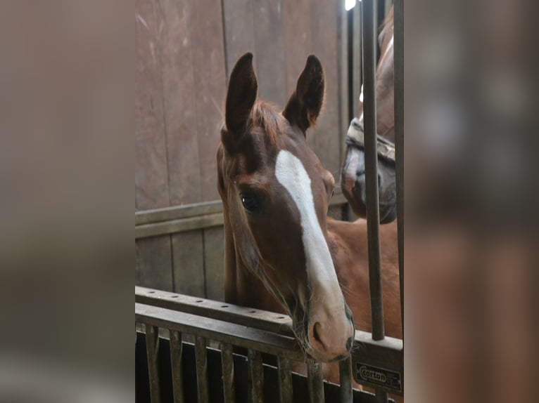 Hanoverian Stallion Foal (05/2024) Chestnut in Moers